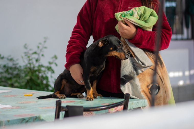 Salud animal en la Ciudad.