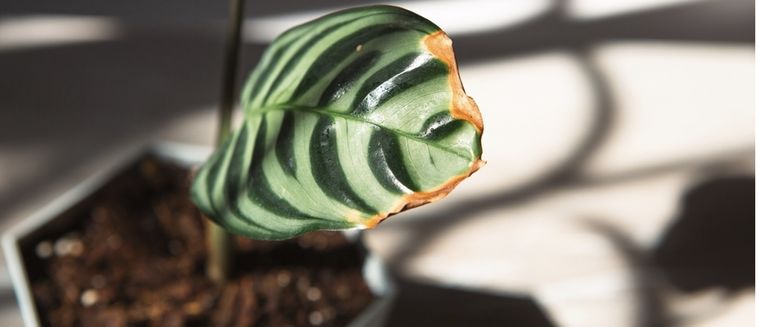 Si tus plantas comienzan a secarse es hora de que apliques un abono casero Foto: Shutterstock