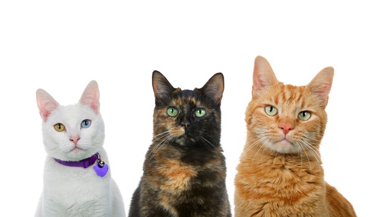 Qué significan las diferentes variedades de gato. Foto: Shutterstock