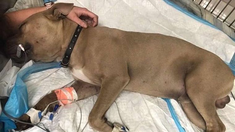 La perra continúa internada en la veterinaria (imagen ilustrativa)