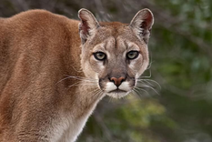 Un cachorro de puma fue asesinado en Córdoba. 