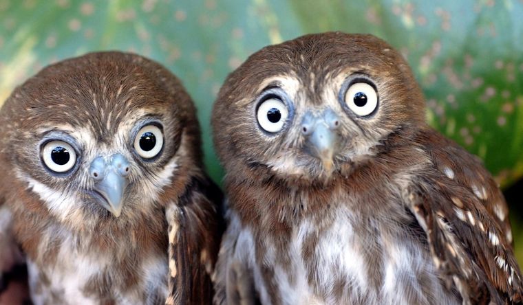 Los búhos tienen capacidades que sorprendieron a los científicos. Foto: Efe.