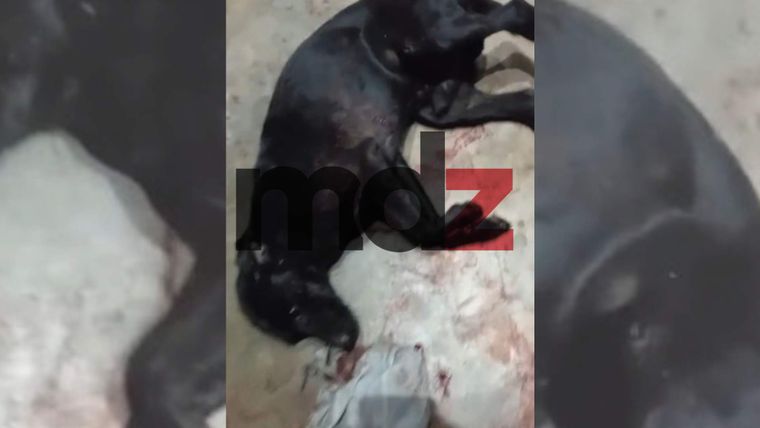 El perro fue agredido con un rifle de aire comprimido.