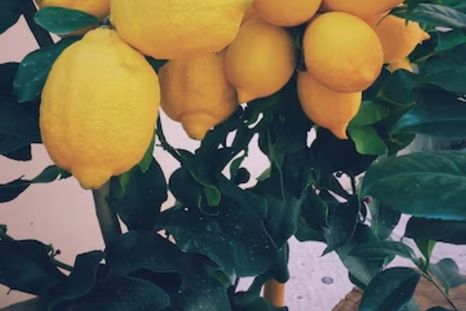 El limonero puede tardar años en producir frutos si no recibe los estímulos adecuados. Foto: Freepik