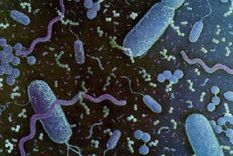 asi vivio el primer ser vivo en la tierra