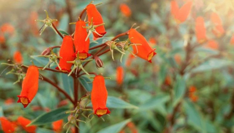 La Correa Pulchella es una planta ideal para el invierno (Shutterstock).