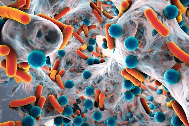 Las super bacterias son aquellas resistentes a los antibióticos. Foto: Shutterstock