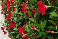 Es una planta hermosa.