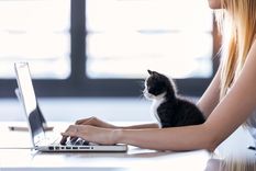 MASCOTAS SEGÚN ESTUDIOS, LA COMPAÑÍA DE LOS GATOS AYUDA A REDUCIR EL ESTRÉS EN LAS PERSONAS Foto: Shutterstock