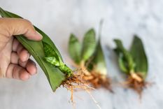 La sansevieria, también conocida como lengua de suegra, es una de las plantas de interior más resistentes.