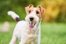 Foto: SHUTTERSTOCK