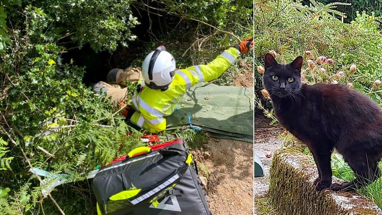 Piran, el gato héroe. Foto: Facebook / Bodmin Police @BodminPolice