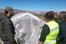Vivero hallado a más de 2000 metros de altura Foto: Gendarmería Nacional