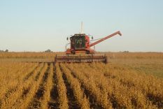 cayo el precio de la soja y el maiz sigue esa tendencia