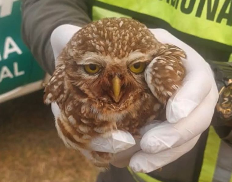 El búho fue rescatado del costado de una ruta. Foto: Gendarmería