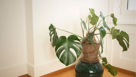 Cómo cuidar en casa una monstera Foto: Shutterstock Cómo cuidar en casa una monstera Foto: Shutterstock