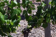 Foto: Prensa Gobierno de Mendoza