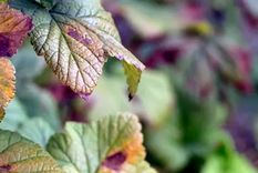 Si un árbol tiene hojas de un color rojizo o morado podría ser una señal de que las plantas tienen una deficiencia de fósforo. Foto: Andrey Maximenko