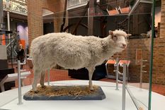 El 5 julio 1996 nace en el Instituto Roslin de Edimburgo, Escocia, la oveja Dolly Foto: Shutterstock El 5 julio 1996 nace en el Instituto Roslin de Edimburgo, Escocia, la oveja Dolly Foto: Shutterstock