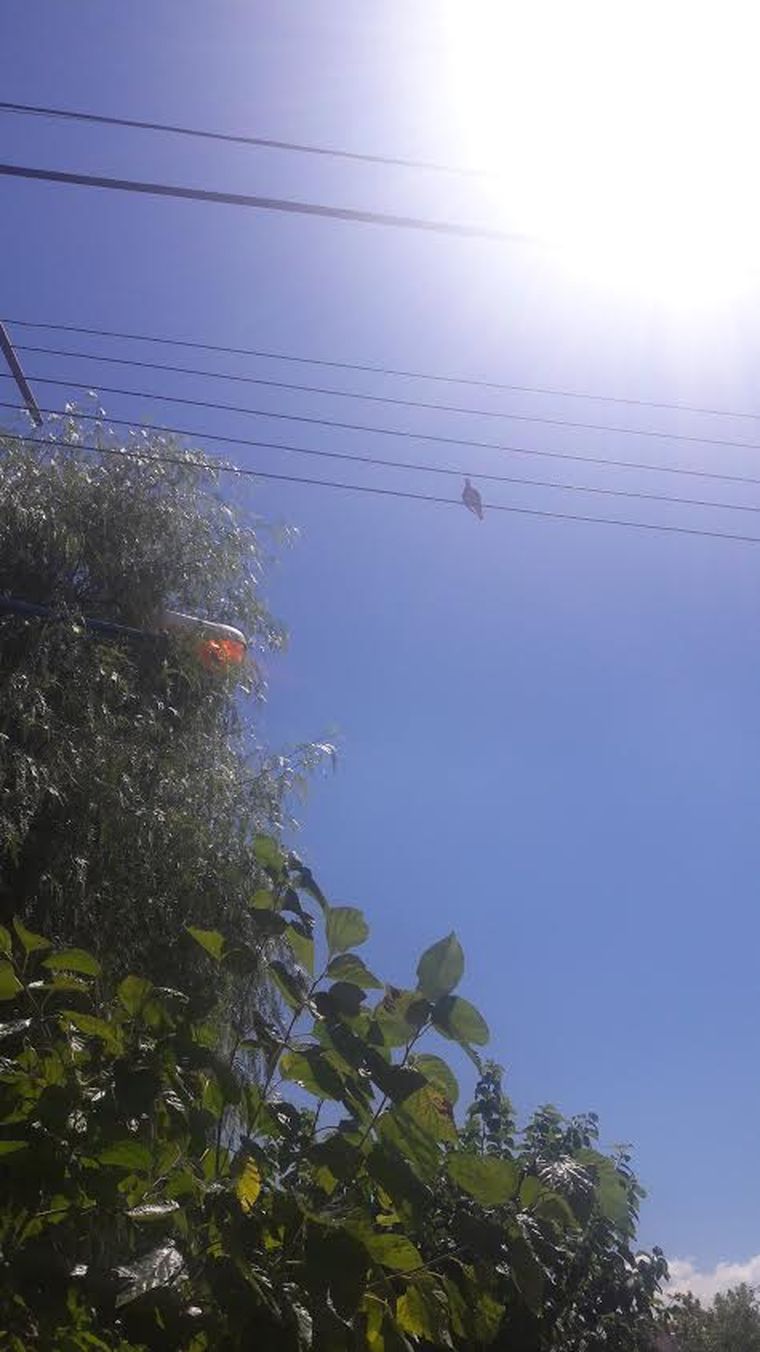 Foto: Gentileza lector MDZ