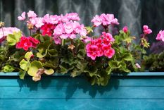 El jardín puede lucir unas flores increíbles con esta receta Foto: SHUTTERSTOCK