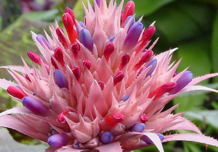 Las epífitas crecen sobre otras plantas usándolas como soporte. Foto: Jardín Vertical