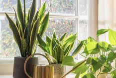 Descubre estos trucos maravillosos para cuidar a tus plantas de interior Foto: Shutterstock
