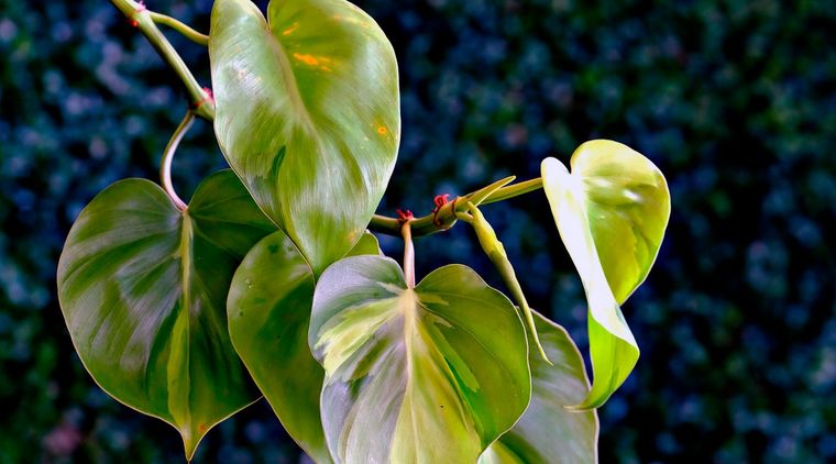 Philodendrons Foto: Archivo