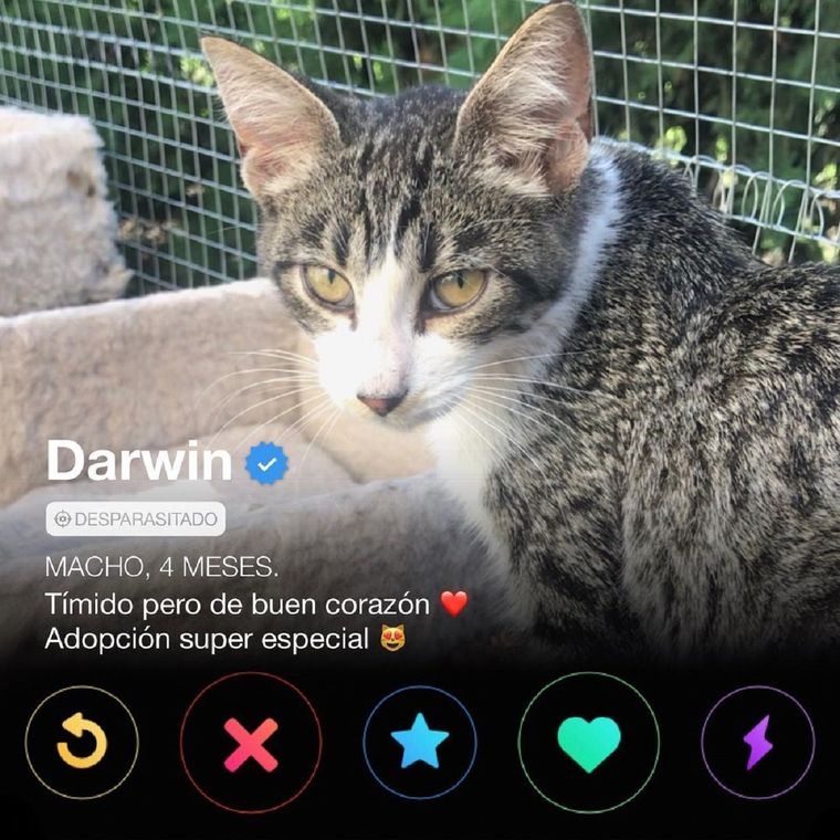 La Gatimanada es el Tinder para adoptar gatos. Foto: Instagram