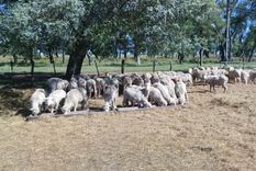 Majada de la raza Ideal con resistencia a parasitosis ovina