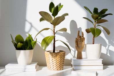MDZol | plantas