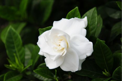 Esta planta se destaca por sus flores blancas, sus hojas brillantes y su perfume intenso. Esta planta se destaca por sus flores blancas, sus hojas brillantes y su perfume intenso.