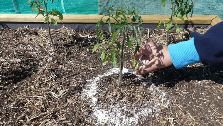 Foto: Portal Frutihortícola