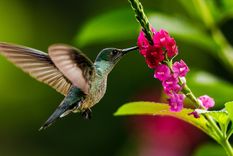 Cómo atrer colibrís y mariposas al jardín Foto: Shutterstock