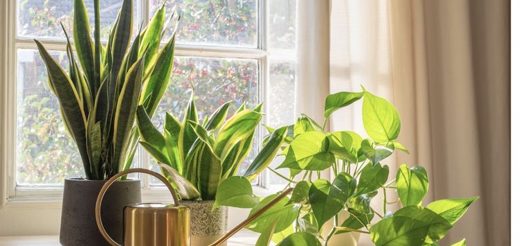 Descubre estos trucos maravillosos para cuidar a tus plantas de interior Foto: Shutterstock