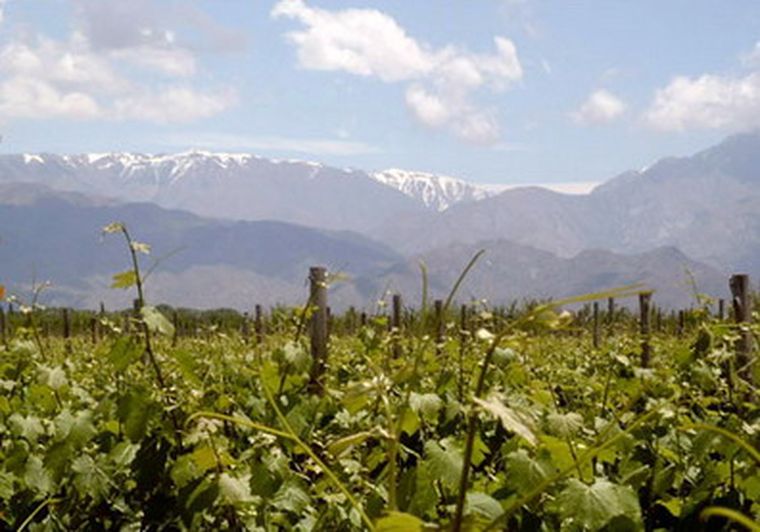 Viñedos en la localidad de Altamira, La Consulta, San Carlos, en Mendoza.
