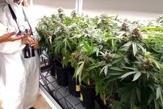 Foto: ALF PONCE MERCADO / MDZ Foto: ALF PONCE MERCADO / MDZ