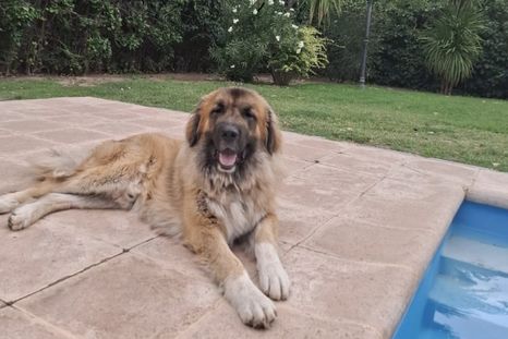El caso del perro Hugo disparó una serie de denuncias de intentos de estafas. El caso del perro Hugo disparó una serie de denuncias de intentos de estafas.
