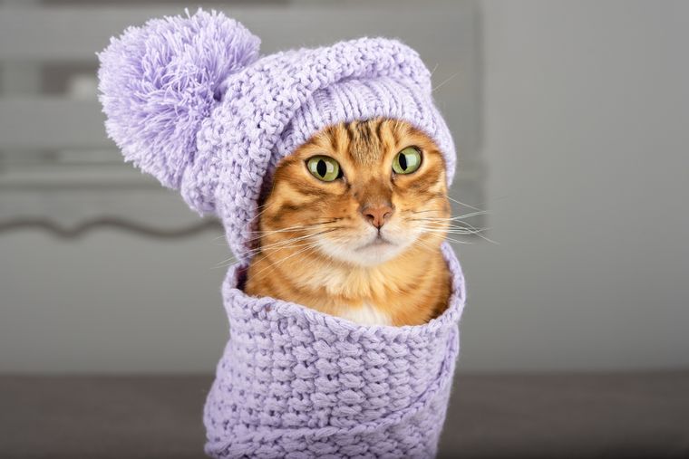 Las plantas que hay que evitar para los gatos. Foto: Shutterstock