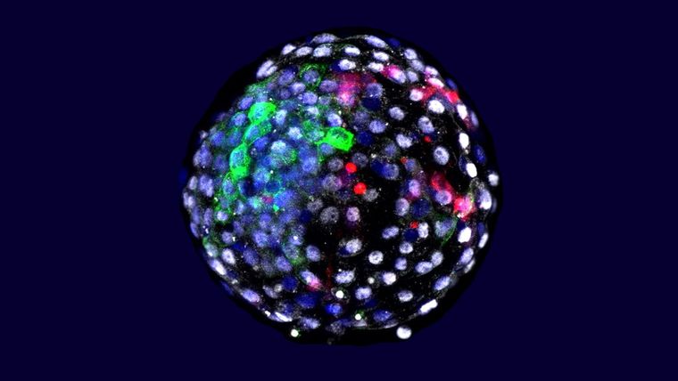 Blastocisto humano-mono de quimera. Foto: Weizhi Ji, Kunming University of Science and Technology