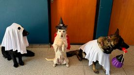 la division canes de la policia de cordoba sorprendio con un video en modo halloween la division canes de la policia de cordoba sorprendio con un video en modo halloween