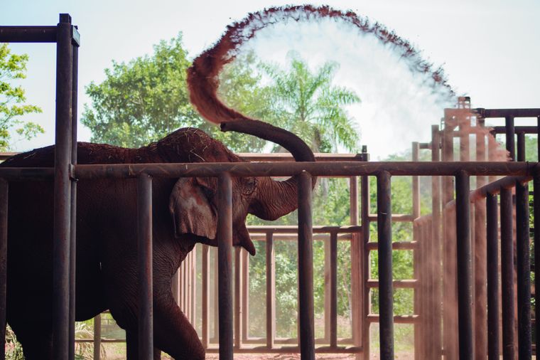 Pocha y su baño de arena en Brasil. Foto: Fundación Franz Weber