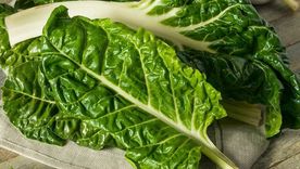 La acelga es mucho más que un simple vegetal de hoja verde. Es una fuente impresionante de nutrientes. Foto: Archivo La acelga es mucho más que un simple vegetal de hoja verde. Es una fuente impresionante de nutrientes. Foto: Archivo