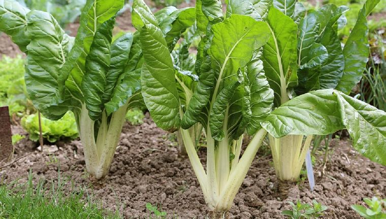 Cultiva tus propias acelgas sin necesidad de usar semillas Foto: Infoagro