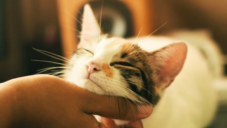 TikTok, video viral, gato Imagen ilustrativa. Fuente: Unsplash Foto: Shutterstock