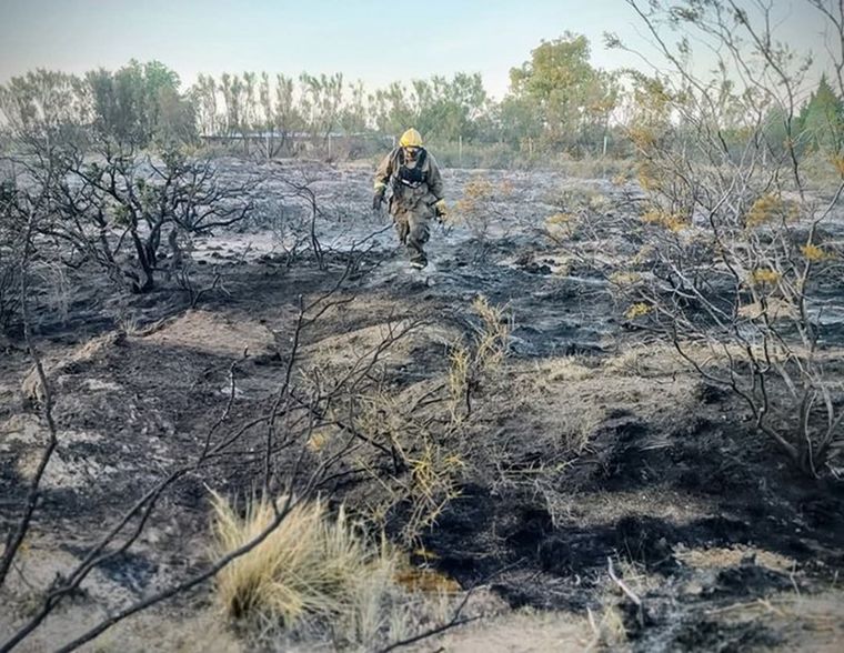 El pastizal incendiado por un loro, luego del trabajo de los bomberos Foto: X