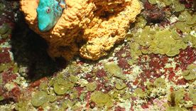 Las espectaculares imágenes que muestran criaturas marinas y corales únicos en las islas del Caribe