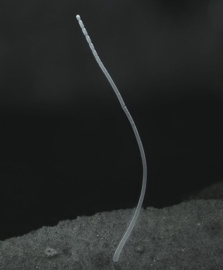 La T. magnifica tiene el tamaño y la forma de una pestaña humana Foto: JEAN-MARIE VOLLAND