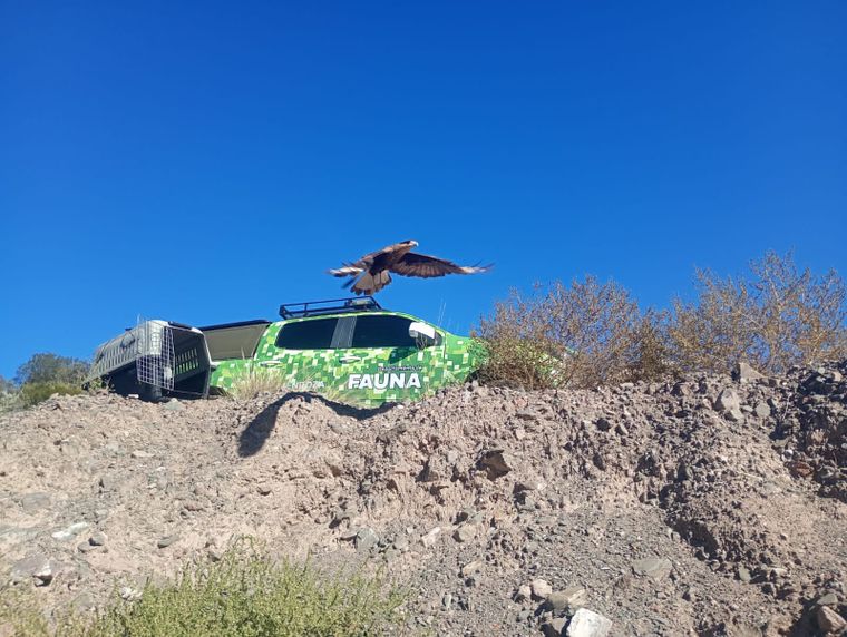 Un grupo de animales fue reinsertado a su hábitat tras ser rescatados y recuperarse en el Ecoparque.
