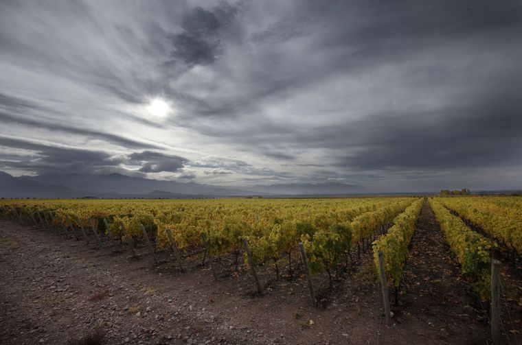 Bodegas de Argentina busca potenciar las exportaciones.